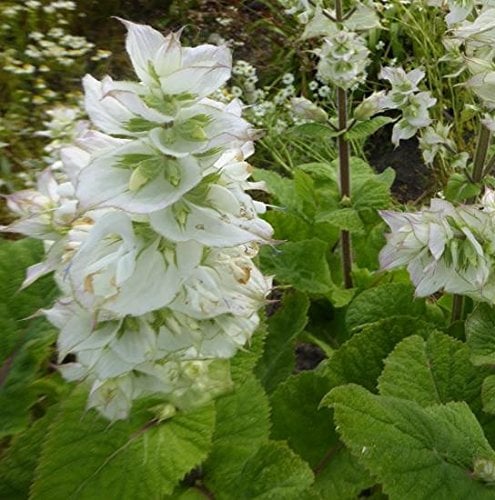 Salvia sclarea 'Vatican White'/White Clary Sage/Hardy Perennial/Seeds