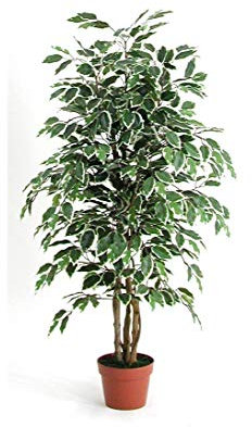 kunstpflanzen-Discount.com Ficus Benjamini Kunstbaum 125cm mit 654 grün-weißen Blättern und Naturstämmen - Künstlicher Ficusbaum mit Echtholz Stämmen