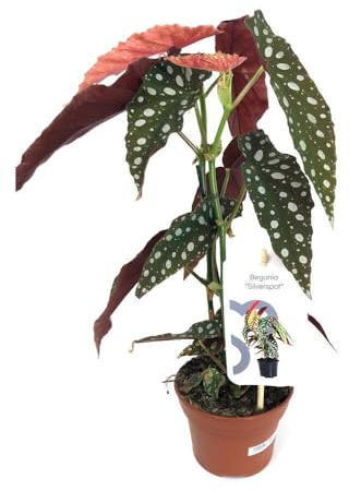 Garden Center Shop | Begonia Maculata M12 20 cm | Planta de Hoja Perforada | Follaje Decorativo | Ideal Interior y Exterior