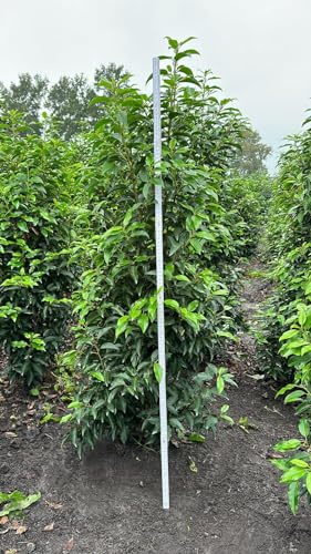 30st. Portugiesischer Kirschlorbeer 125-150cm XXL Super Buschig als kräftige Ballenware Kirschlorbeer Prunus lusitanica 'Angustifolia' Lorbeer Gartenhecke Sichtschutz