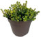 Tomillo Limón Planta Natural de Exterior - Maceta de 13 cm - Plantas Aromáticas Naturales Tomillo Limonero