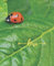 Love Ladybug Notebook