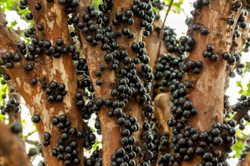 Pianta di MYRCIARIA Cauliflora o JABUTICABA vaso 18cm foto reali piante tropicali
