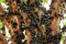 Pianta di MYRCIARIA Cauliflora o JABUTICABA vaso 18cm foto reali piante tropicali