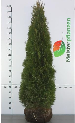 Lebensbaum Smaragd 160-180 cm. 7 Heckenpflanzen. Immergrüner Sichtschutz Zaun