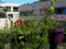 mehrjährige Balkonblumen Mischung, 14 insektenfreundliche Balkon Blumen Arten für Balkonkasten, Hochbeet, Balkon (2 Balkonkästen [4qm])