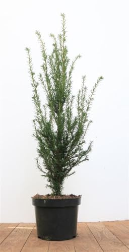Gewöhnliche Eibe Taxus baccata 50-60 cm Heckenpflanze winterhart | Sichtschutz, schnittvertraeglich, formhecke, sonnig bis schattig, robust, dichter Wuchs