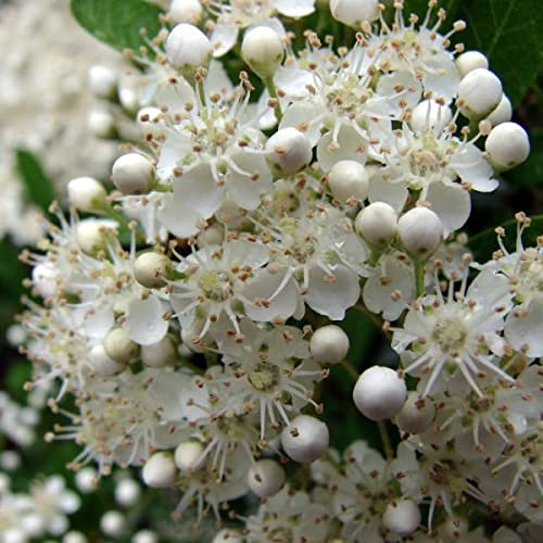 Scarlet Firethorn Seeds | Pyracantha Coccinea 20 Evergreen Shrub Seed.