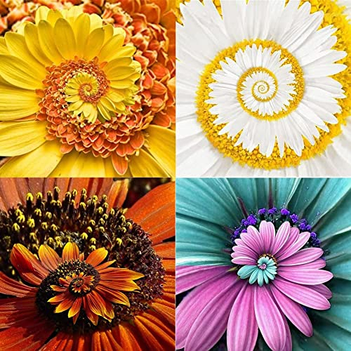 Haloppe 400 Stück Chrysanthemen-Blumen-Pflanzen-Samen für die Bepflanzung des Hausgartens, gemischte Farbe, seltene Chrysantheme-Zierblumen-Pflanzen-Bonsai-Samen Gemischte Farbe