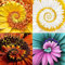 Haloppe 400 Stück Chrysanthemen-Blumen-Pflanzen-Samen für die Bepflanzung des Hausgartens, gemischte Farbe, seltene Chrysantheme-Zierblumen-Pflanzen-Bonsai-Samen Gemischte Farbe