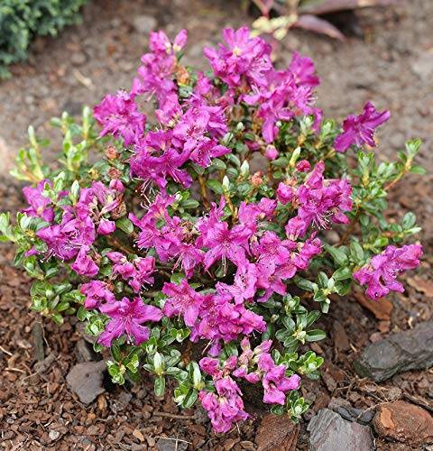 Kriech und Zwerg Rhododendron Select 10-15cm - Rhododendron radistrotum - lebende Gartenpflanze aus den Baumschulen