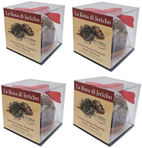 Rosa di Jericho confezione risparmio da 4