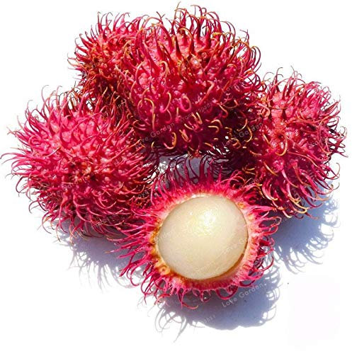 Bloom Green Co. 5 Stück Rambutan-Bonsai-Pflanze mit roten Früchten als Litschi-Pflanze, sehr leckerer Riesenpflanzenbaum, auch als Zierbäume für den Hausgarten