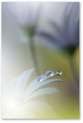 Postereck - 3656 - Wassertropfen, Natur Regen Wiese Feld Blume - Wandposter Fotoposter Bilder Wandbild Wandbilder - Leinwand - 60,0 cm x 40,0 cm