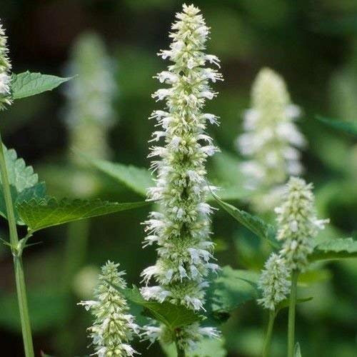 200 Semillas - Semi Gigante issopo Bianco Fiore (Agastache Mexicana)