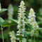 200 Semillas - Semi Gigante issopo Bianco Fiore (Agastache Mexicana)