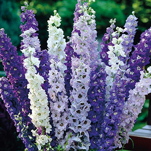 Delphinium Flowers Garden Ready Plug Plants ‘Pacific Hybrids’ Mixed, Hardy Perennial, Easy to Grow Your Own Outdoor Garden Flower Plants, 10x Postiplugs by Thompson and Morgan (10)