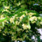 lindenbaum pflanze samen - zimmerbonsai bonsai linden baum winterharte stauden winterharte pflanzen für den garten deko pflanze zimmerpflanzen pflanzensamen bäume kaufen plants 8pcs