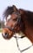 Barefoot Gebisslose Zäumung Walnut Pony (rosa)