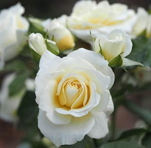 Dear Brother - 5.5lt Potted Floribunda Garden Rose Bush - Lemon Yellow & Cream Blooms - Exclusive Rose. Great Gift Rose!