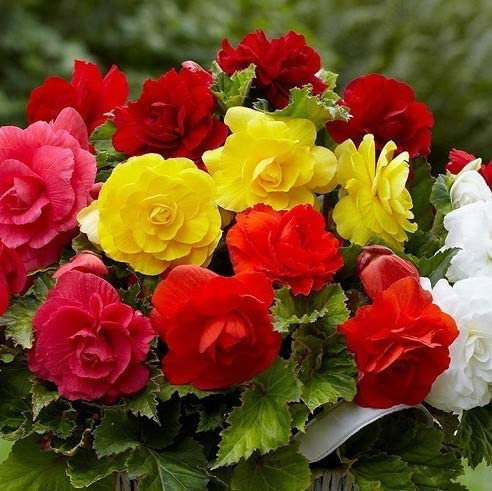 6X Double Begonia Mixed Corms. Stunning Double Blooms Extra Large Size Corms/Bulbs