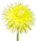 The Bulb Farmers - 14 x Dahlien knollen 'Bilbao' - Gelb - Blumenzwiebeln direkt vom Züchter - Frühjahrsblüher - Zwiebelgröße 1 (die optimale Größe für den Garten) - Secure Shopping