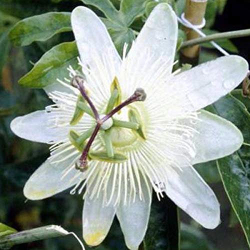 Passiflora Caerulea 'Constance Elliot' - Passionsblume 50-60 cm Pflanzcontainer