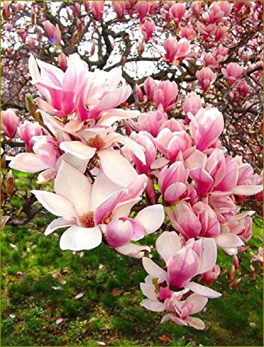 5 Rose clair Blanc magnolia Graines Fleur de lys Arbre parfumé Magnol Liliiflora