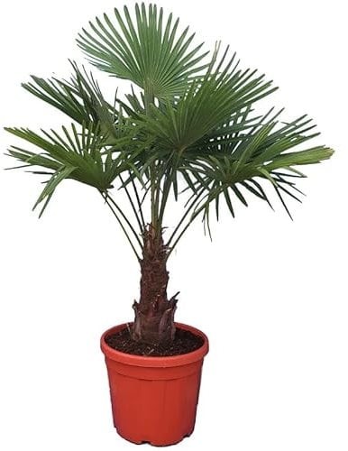 Winterharte Hanfpalme - Trachycarpus fortunei - 120-140 cm Stammhöhe 30-40cm im Ø 31cm Topf [6777]