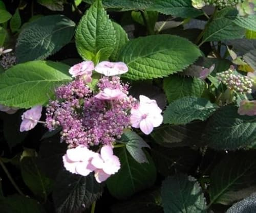 Tellerhortensie Blue Billow - Schirmhortensie - Hydrangea serrata Blue Billow