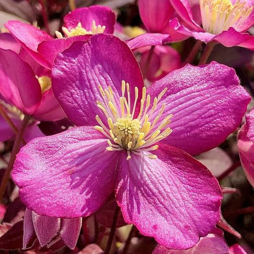 Frühjahrsblühende Waldrebe Clematis montana 'Van Gogh' rosa, Topf 2 L, 2er-Set