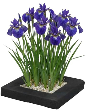 vdvelde․com - Iris blu 4x Iris kaempferi su isola galleggiante laghetto