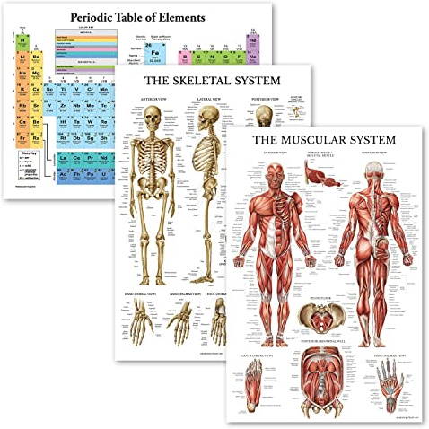 Palace Learning 3er-Pack – Periodensystem der Elemente Poster [Weiß] + Muskel- und Skelettsystem-Anatomiediagramme (laminiert, 45,7 x 61 cm)