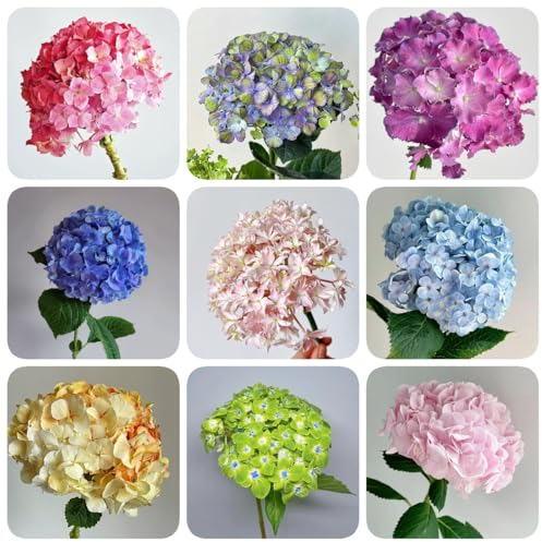 90 pezzi di semi di ortensia resistenti all'inverno – ortensia macrophylla – decorazione floreale, piante per luoghi soleggiati ortensia, fiori decorativi, semi di bonsai, serra balcone piante