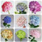90 pezzi di semi di ortensia resistenti all'inverno – ortensia macrophylla – decorazione floreale, piante per luoghi soleggiati ortensia, fiori decorativi, semi di bonsai, serra balcone piante