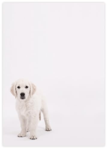 Briefpapier Golden Retriever Welpe | DIN A4 | 80g/m² | 20 Blatt | Motivpapier Hund Nr. 149