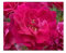 Rosal rugosa (maceta 19 cm Ø)