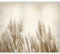murando - Vlies Fototapete Pampasgras 400x280 cm - Foto Tapete Schlafzimmer Wohnzimmer Moderne Vliestapete XXL Wandtapete Motivtapeten 3d Effekt Wand Dekoration - Trockenblumen b-A-10095-a-a