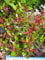 Portal Cool Photinia 'Little Red Robin' Arbusto hermosas hojas rojas en primavera
