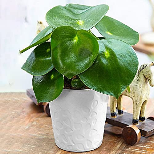 Peperomia Polybotrya Raindrop | Planta de interior compacta en maceta de peperomia