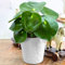 Peperomia Polybotrya Raindrop | Planta de interior compacta en maceta de peperomia