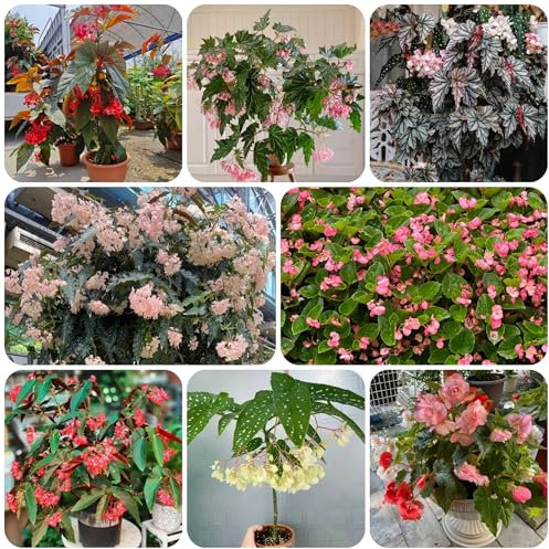 semillas de begonia begonia Plantas exóticas resistentes, semillas de bonsái Plantas raras, plantas resistentes para balcones, semillas de flores perennes resistentes Plantas en 10pcs