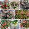 semillas de begonia begonia Plantas exóticas resistentes, semillas de bonsái Plantas raras, plantas resistentes para balcones, semillas de flores perennes resistentes Plantas en 10pcs