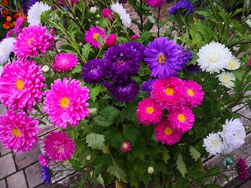 1000 Samen Sommeraster Bunte Mischung Callistephus chinensis Garten Blumen
