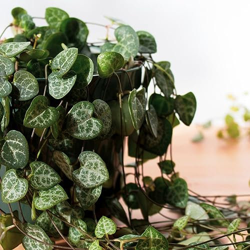 30 pcs Ceropegia woodii variegata samen - balkon deko garten geschenke für frauen fleischfressende pflanzen,Sukkulenten,succulent plants,sukkulente ausgefallene geschenke dachbegrünung