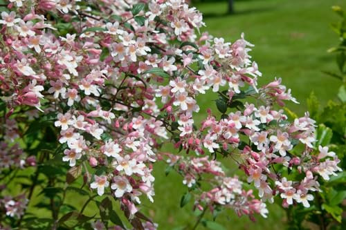 Kolkwitzie 'Pink Cloud' 125-150 cm Topf Kolkwitzia amabilis winterhart