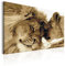 murando - Peinture par Numéros Adulte DIY 50x40 cm - Avec Cadre, Peintures Acryliques et Pinceaux - Tableau à Faire Soi-Même Loisir Créatif Maison Décoration Murale - Lion n-A-0222-d-a