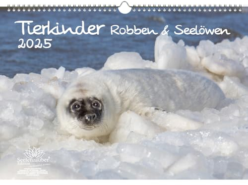 Tierkinder Robben und Seelöwen DIN A3 Kalender für 2025 - Seelenzauber