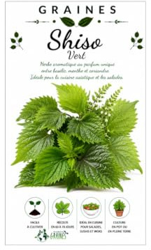 50 graines shiso vert - perilla - persil japonnais - cuisine japonnaise - plante aromatique