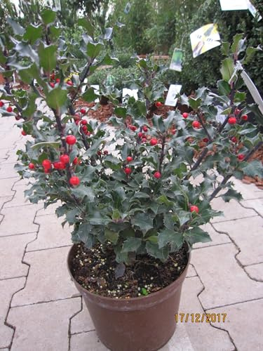 Ilex meserveae Blue Angel - Stechpalme Blue Angel